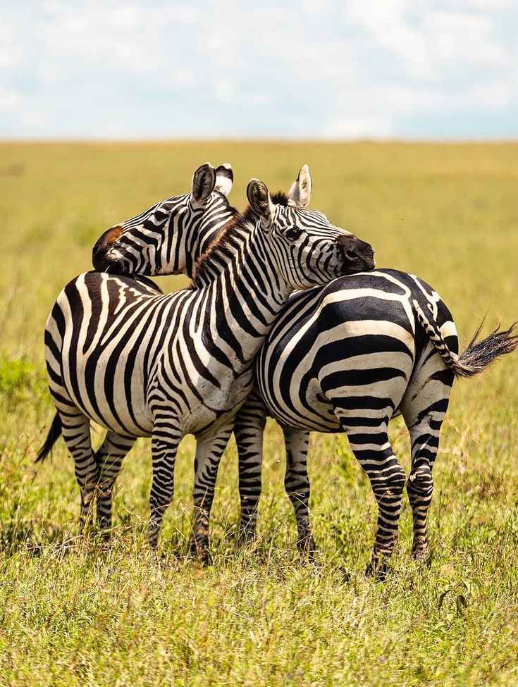 Kenya Safari